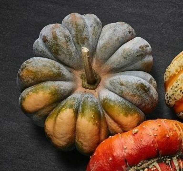 Muskat-Kürbis