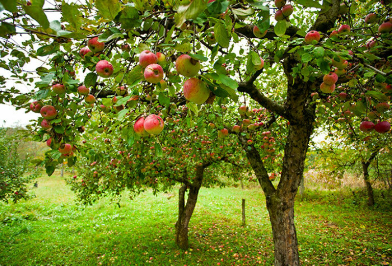 Simply v orchard meadow