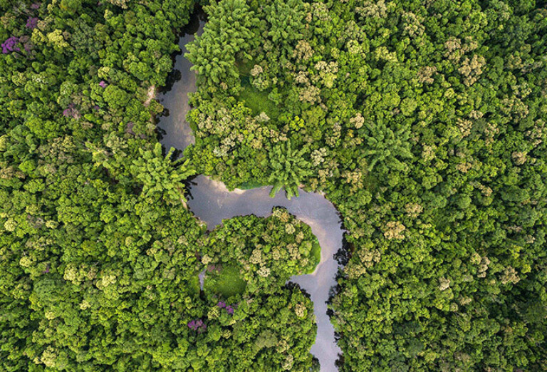Waldschutz in portel brasilien